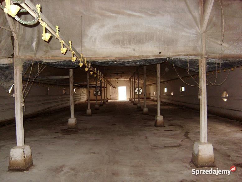 ferma drobiu kurnik kurniki hala produkcyjna Sławno