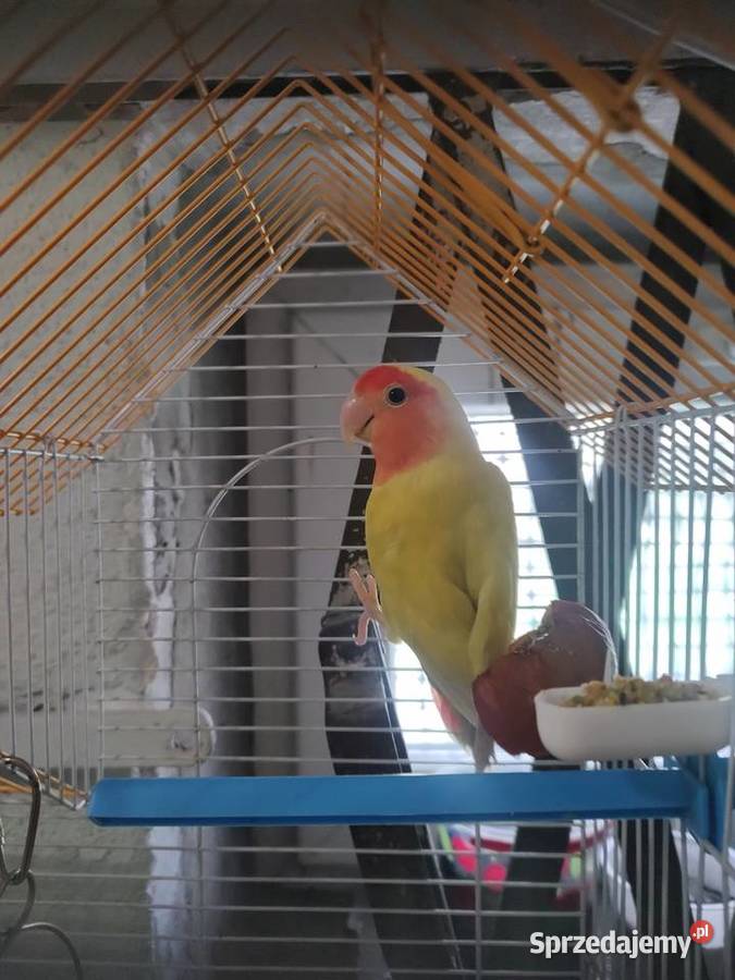 Nierozłączka samiczka Tarnów