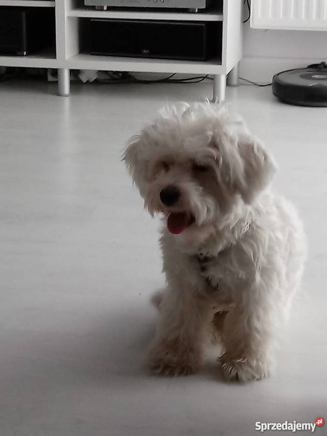 Maltańczyk pomorskie Gdynia