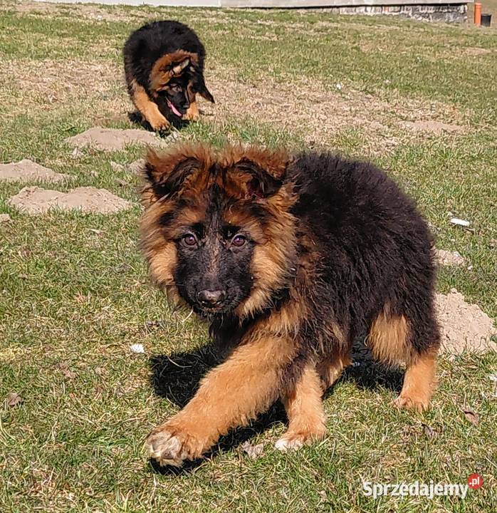 Szczenięta Owczarek Niemiecki Długowłosy kujawsko-pomorskie Grzęby