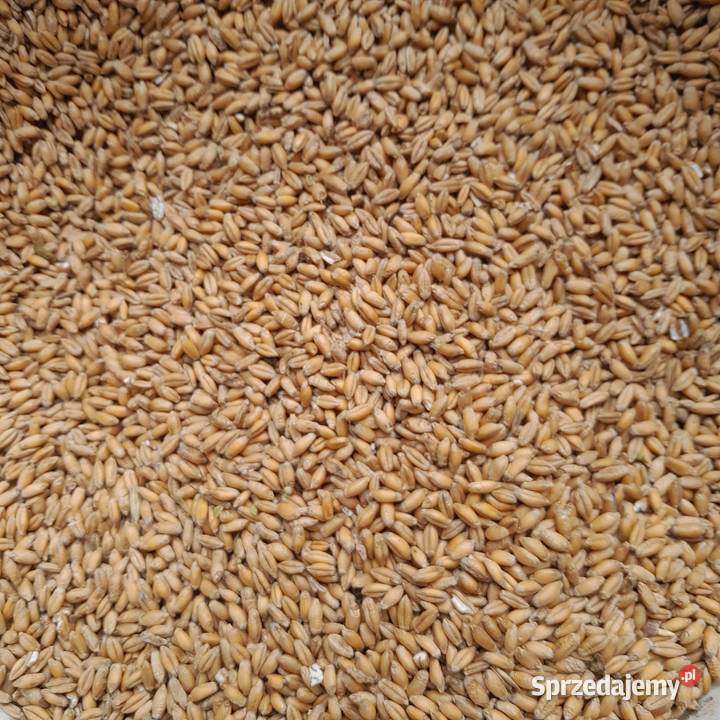 Pszenżyto ozime Ostrów Szlachecki
