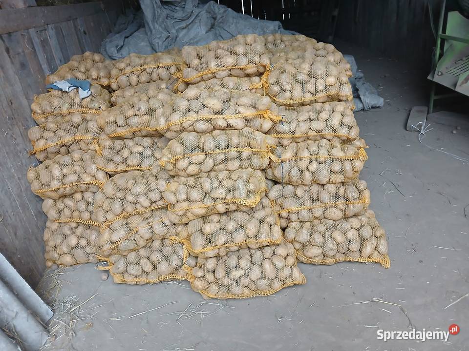 Ziemniaki świętokrzyskie Kazimierza Wielka