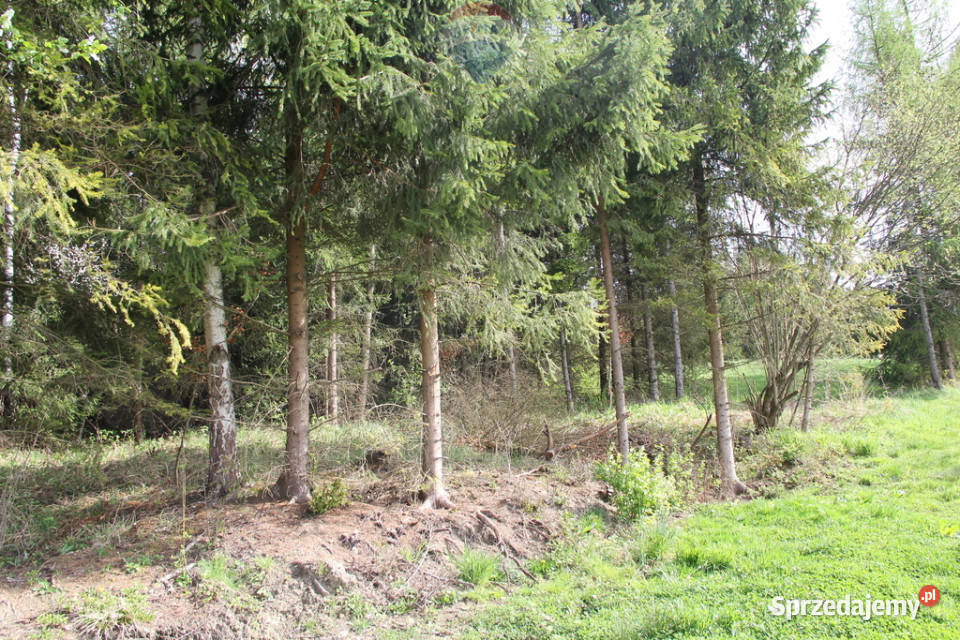 Kompleks działek w miejscowości Skomielna Biała 0m sprzedam