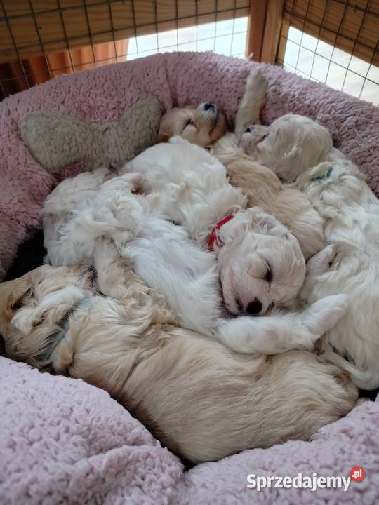 Maltipoo F1 xs Pozostałe Chojnice