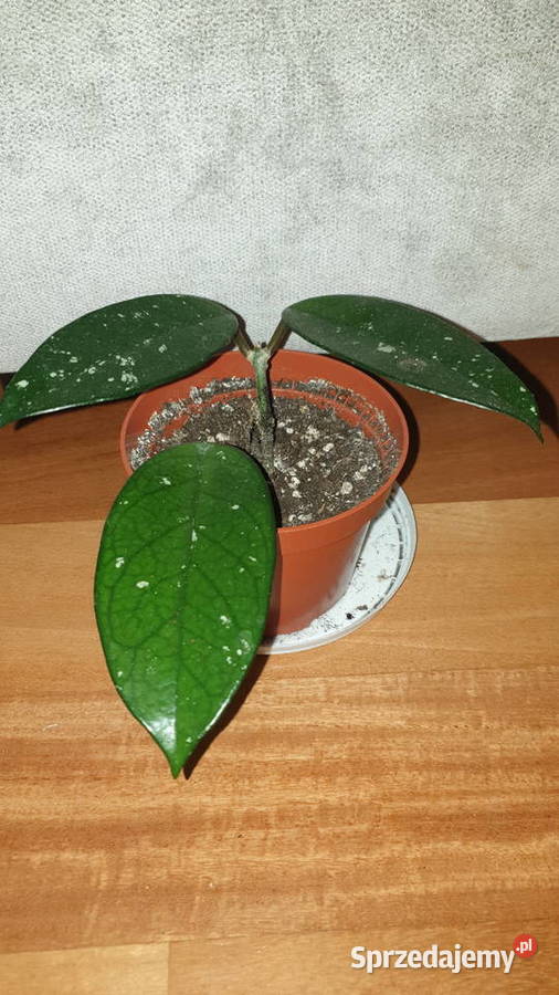 Hoya hoja kwiat rosnący