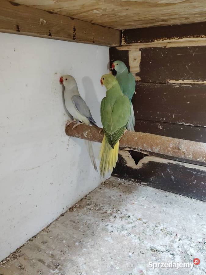 Aleksandrety obrożne go Pszów