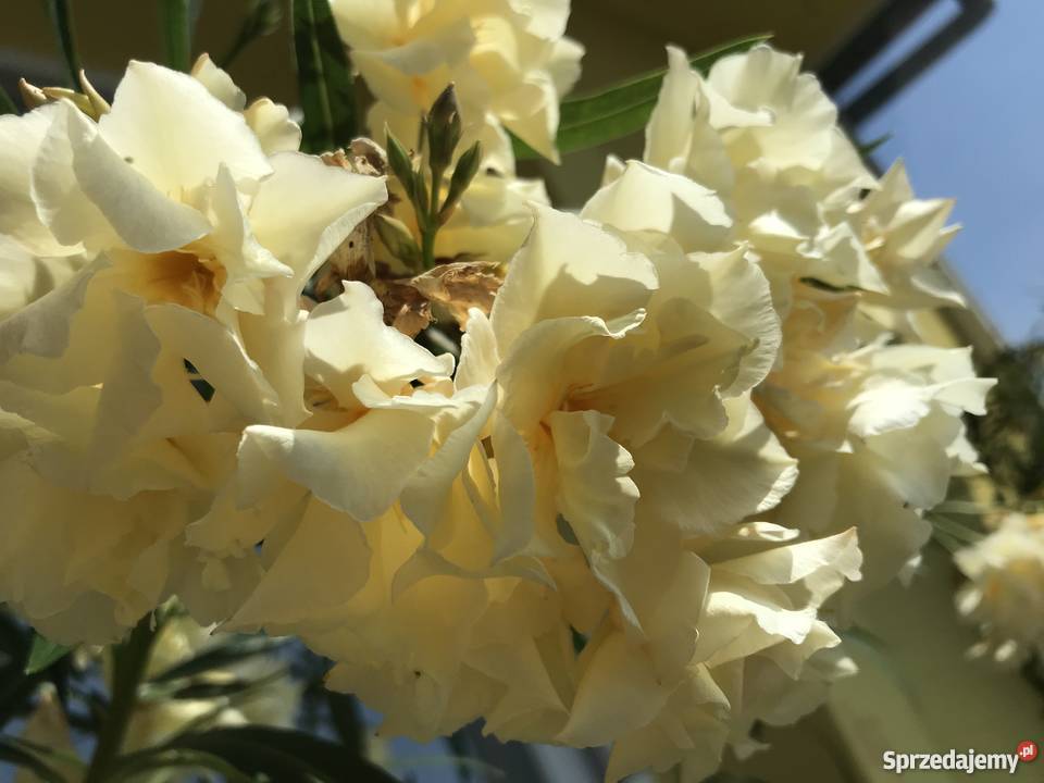 Gałązki oleander do ukorzenienia w wodzie Brzeźnica