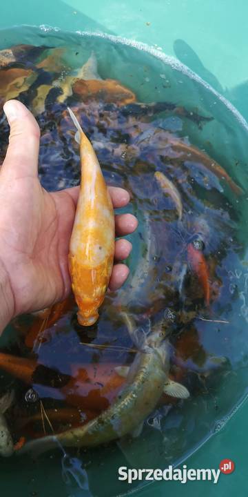 Narybek karpia Koi Końskie