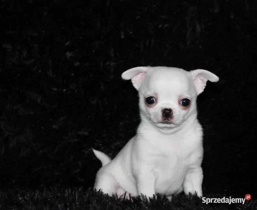 Chihuahua chłopiec ZKwP FCI Świnoujście