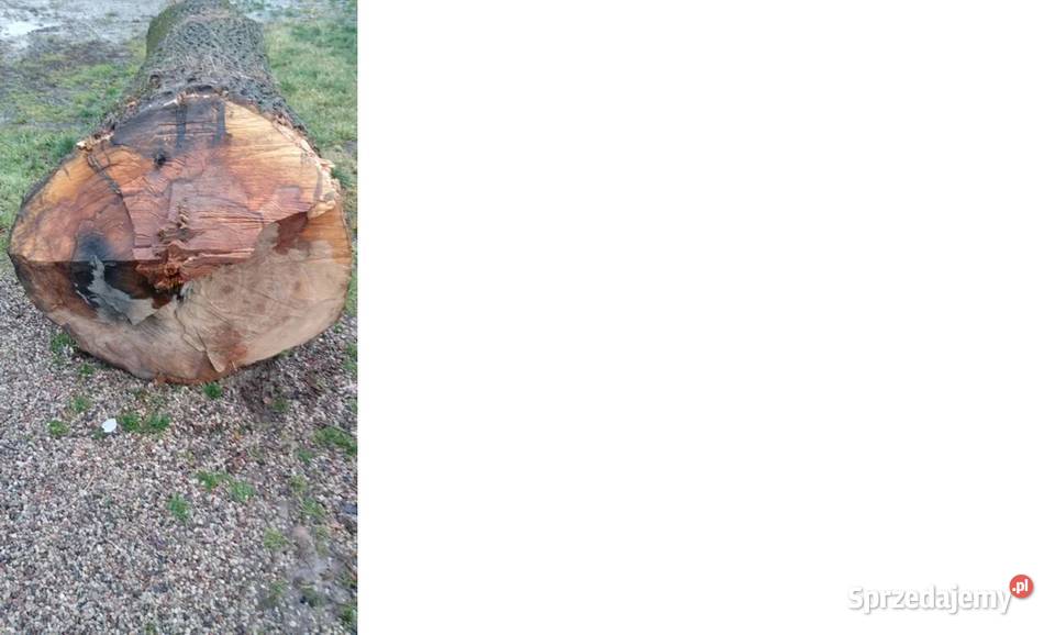 Jesion tartaczny dl 4m szer 1m Bartoszyce