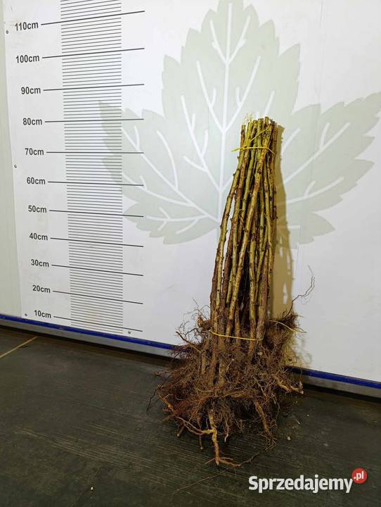 Sadzonki malin jesiennych żółtych JESIEŃ 2024 Stary Pożóg sprzedam