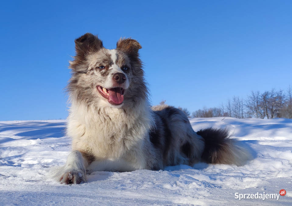 Szczenię BORDER COLLIE z Hodowli Rasowy pies z Kraków