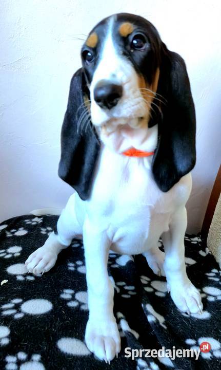 Gończy Berneński w Polsce Pozostałe Żyrardów