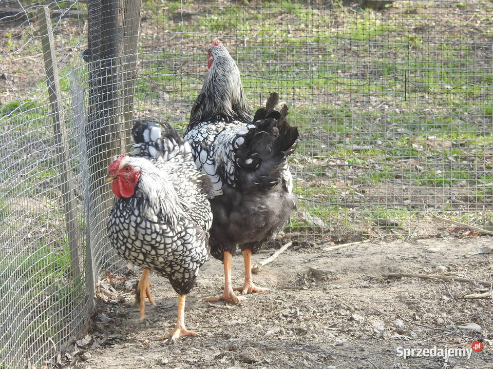 Młode koguty Wyandotte srebrnołuskowana podkarpackie Smarżowa