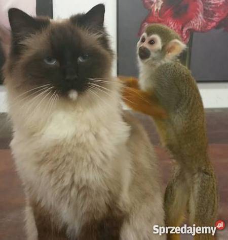 Na sprzedaż małpka małpa saimiri wiewiórcza Trzebnica sprzedam