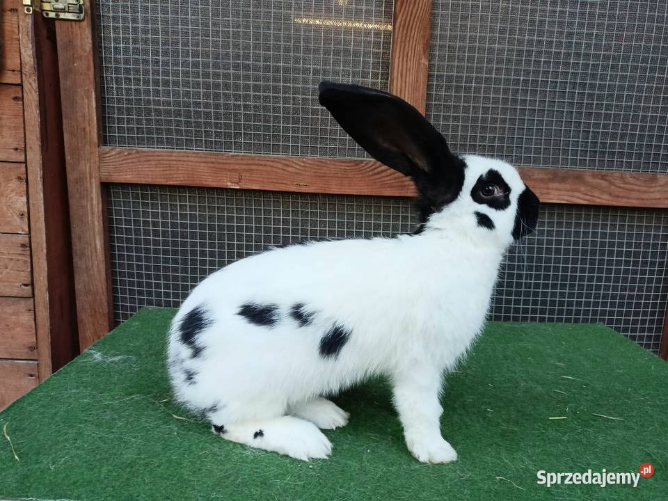 Olbrzym srokacz czarny niebieski Leżajsk sprzedam