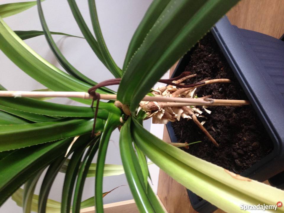 Piękny ogromny kwiat Pandan dolnośląskie Smolec