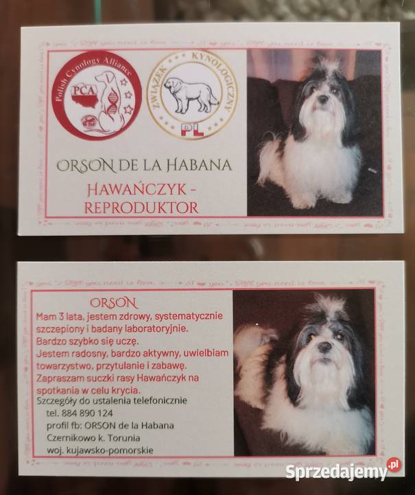 Hawańczyk reproduktor Czernikowo sprzedam