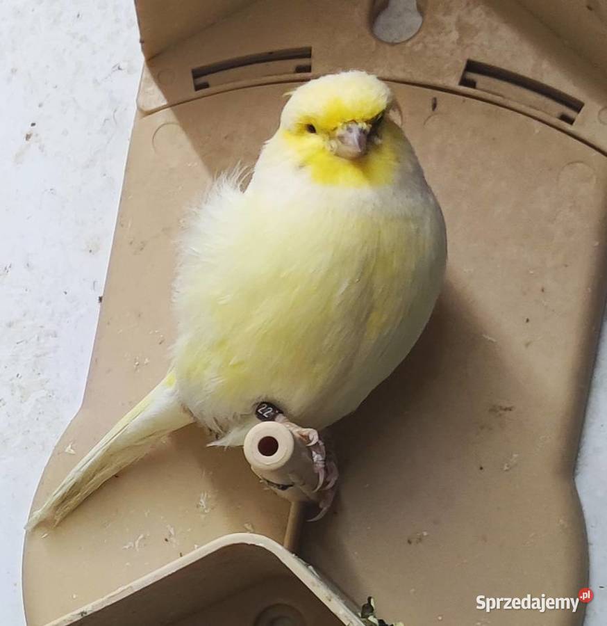 Kanarek kanarki glostery pary