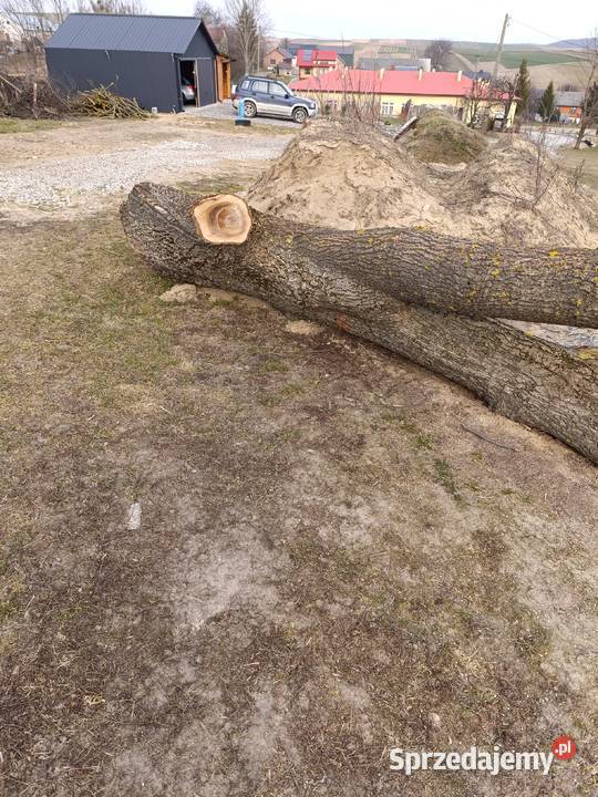 Orzech włoski pień Rolnictwo