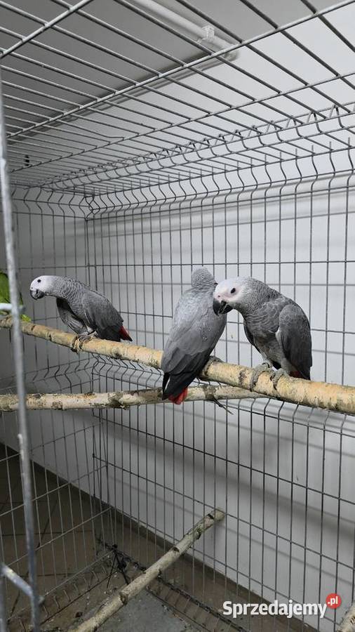 Żako ręcznie karmione Ornontowice