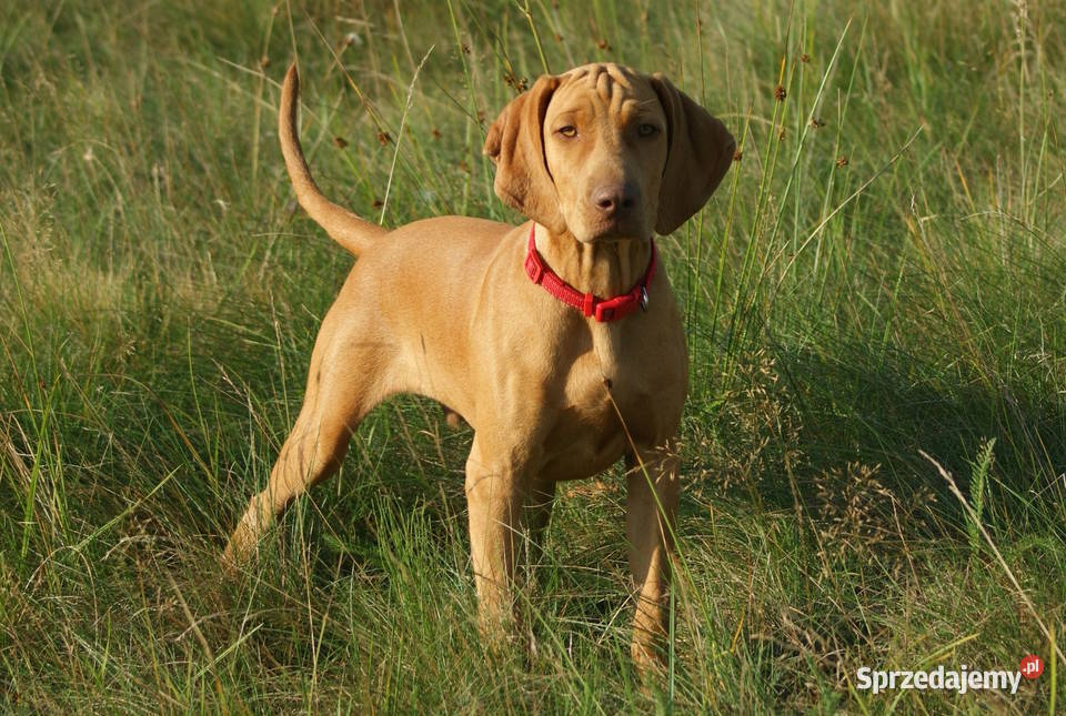 Wyżeł węgierski krótkowłosy hodowla z Bagiennych Hola