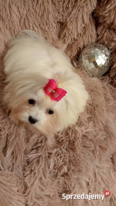 sunia maltańczykśliczna suczka maltańczyk mini 2