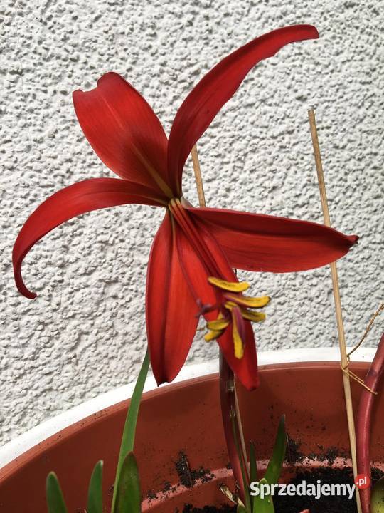 Sprekelia