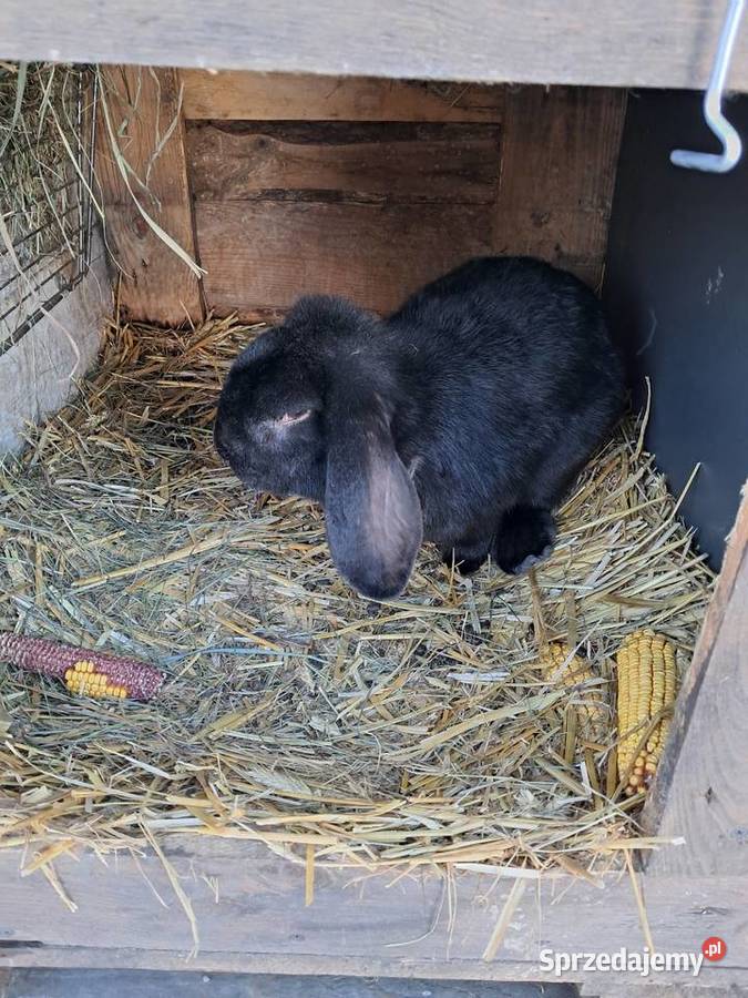 Królik baran Gomulin sprzedam