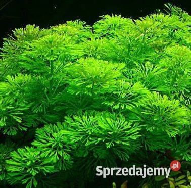 Limnophila sessiliflora roślina akwariowa Szamotuły sprzedam