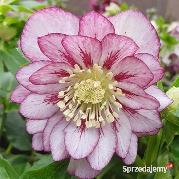 CIEMIERNIK WSCHODNI DOUBLE ELLEN PINK SPOTTED Liściaste kujawsko-pomorskie Ustronie