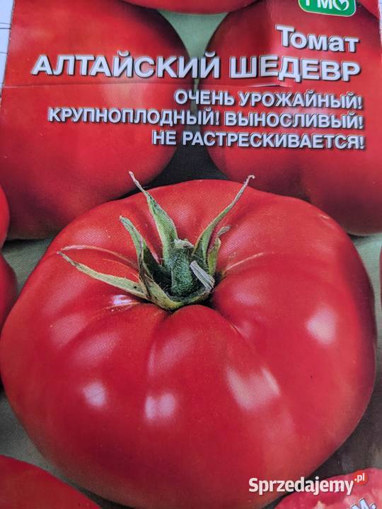 Nasiona Dynia bezłupinowa bananowa stara odm z Kraków