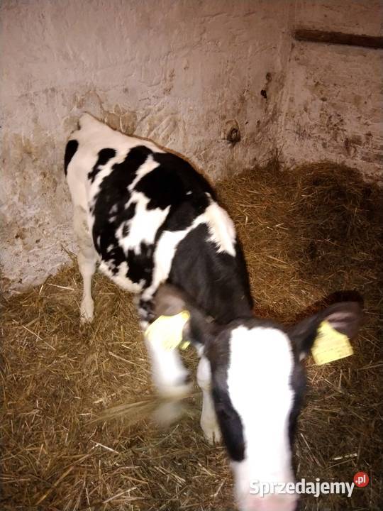 Sprzedam jaóweczke biało czarna świętokrzyskie