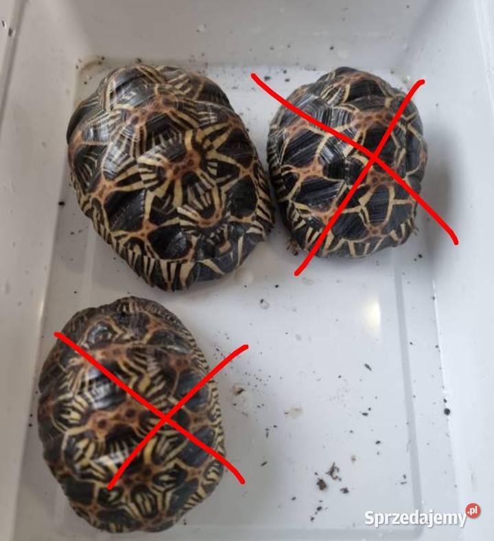 Żółw promienisty Astrochelys radiata