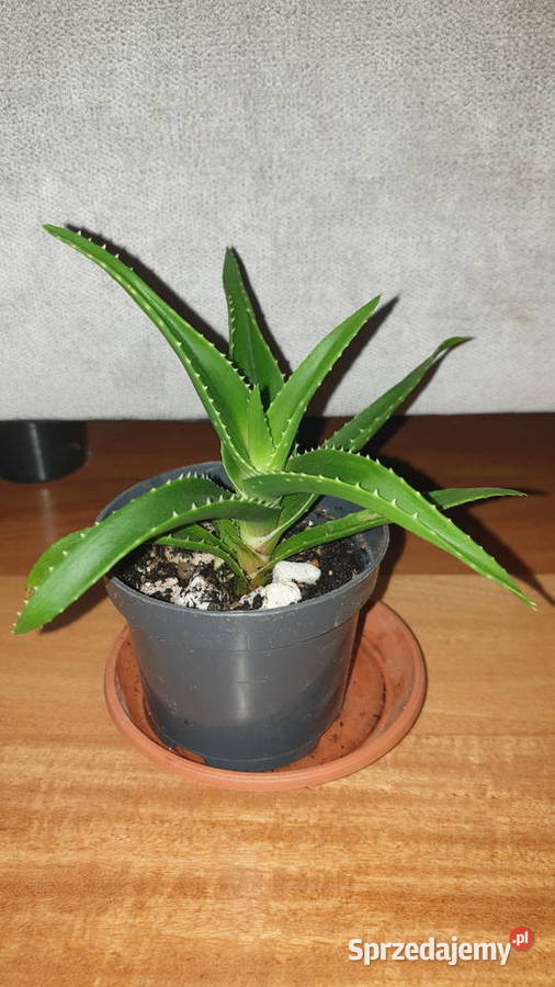 Aloes zielony sukulent Warszawa