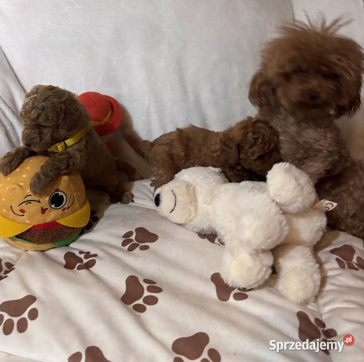 Pudel toy piękne szczeniaki red małych rodzicach Bielany Wrocławskie sprzedam