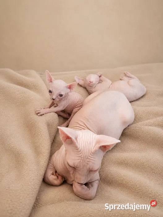 Niesamowicie słodkie kocięta rasy sfinks mazowieckie Warszawa