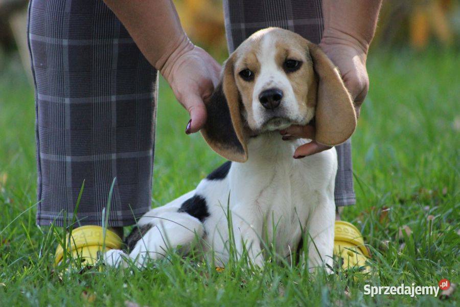 Beagle Panny do wzięcia ZKwPFCI Champione Polski Beagle Aleksandria