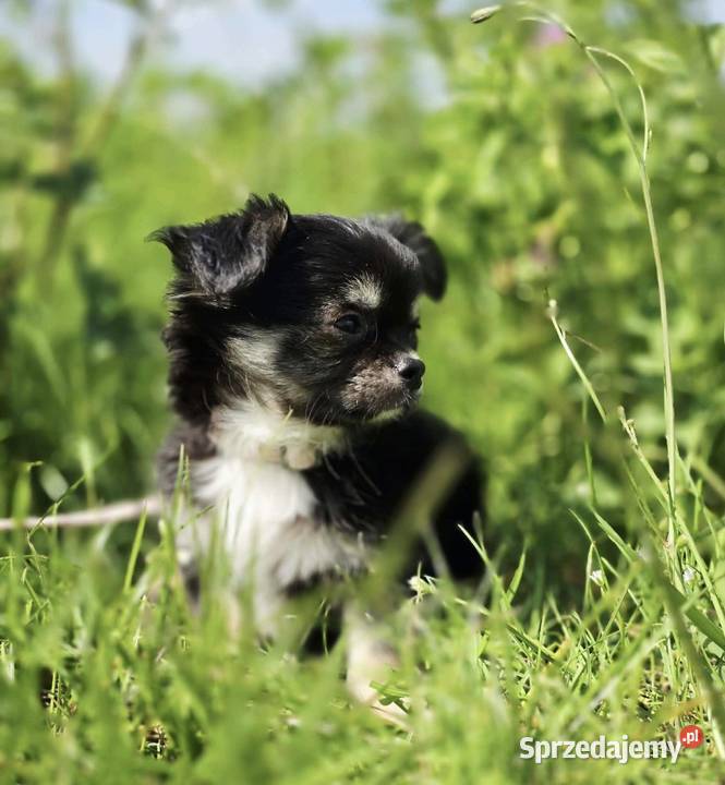 Chihuahua pomorskie Trąbki Wielkie sprzedam
