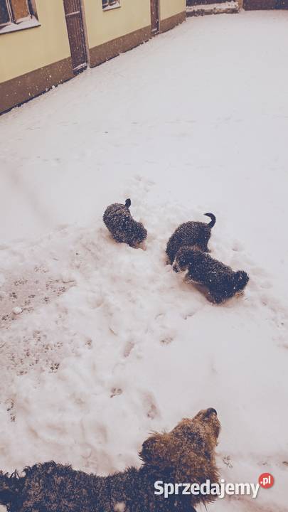 Smycz szczeniąt terier walijski