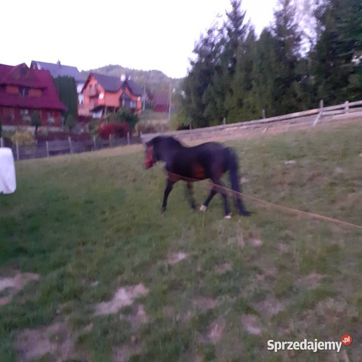 OGIEREK 110 gniady małopolskie Ochotnica Dolna