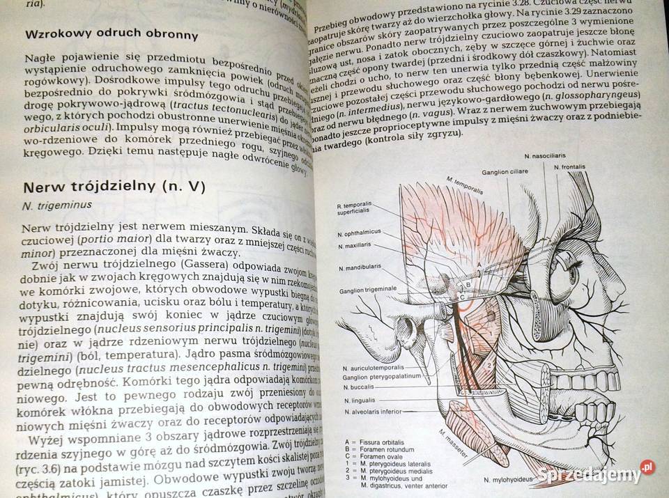 Diagnostyka topograficzna w neurologii Peter Chełm
