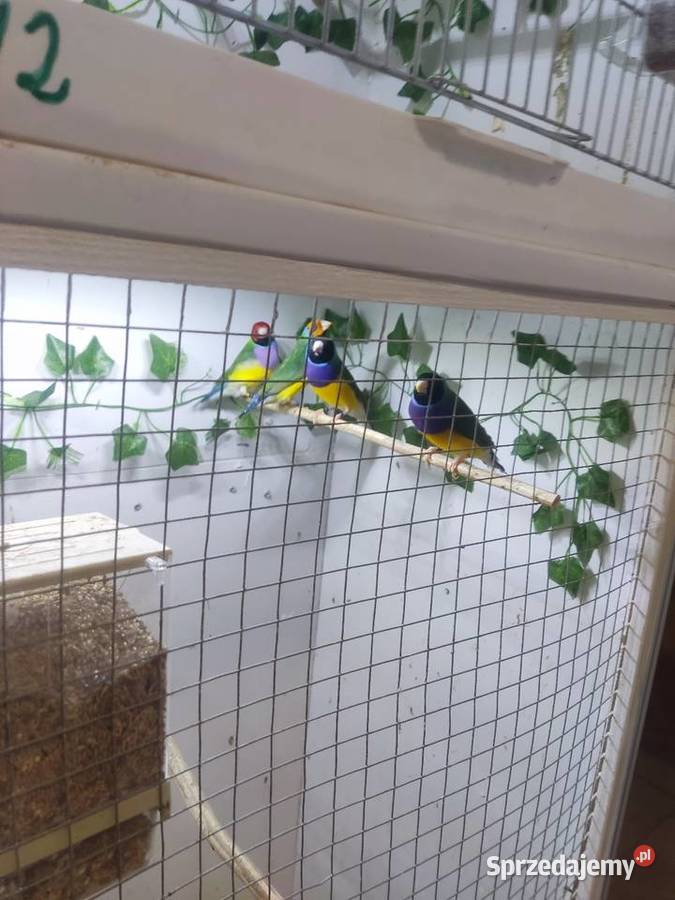 Amadyny Wspaniałe Grudziądz