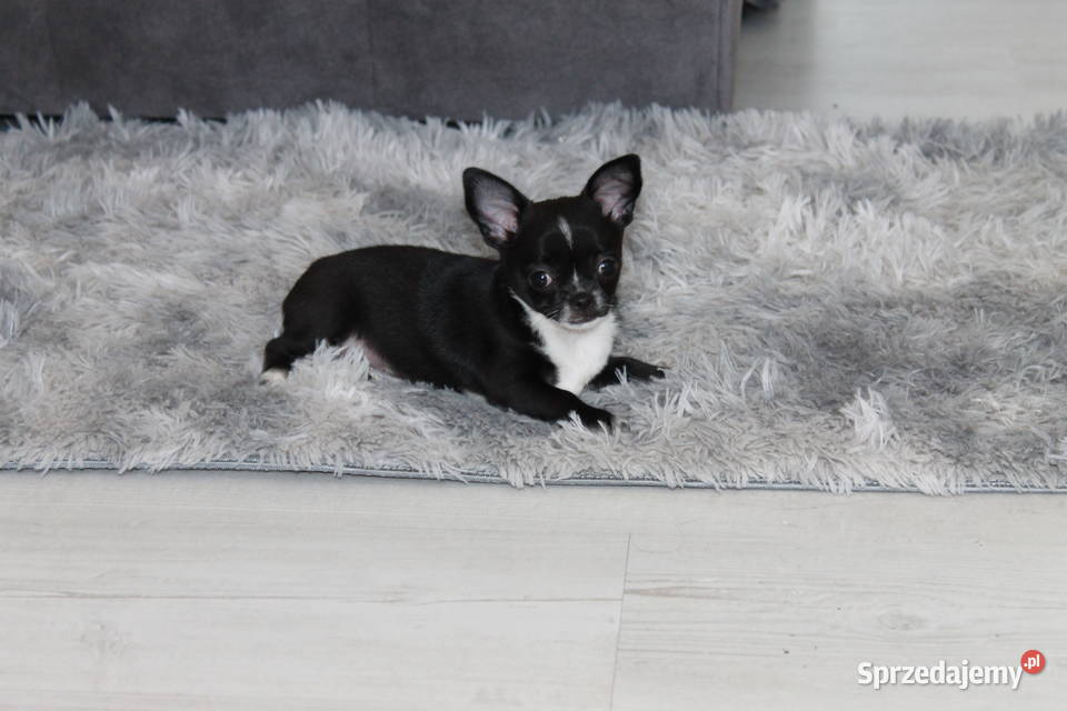 Chihuahua krótkowłosa sunia ZKwP FCI Świnoujście