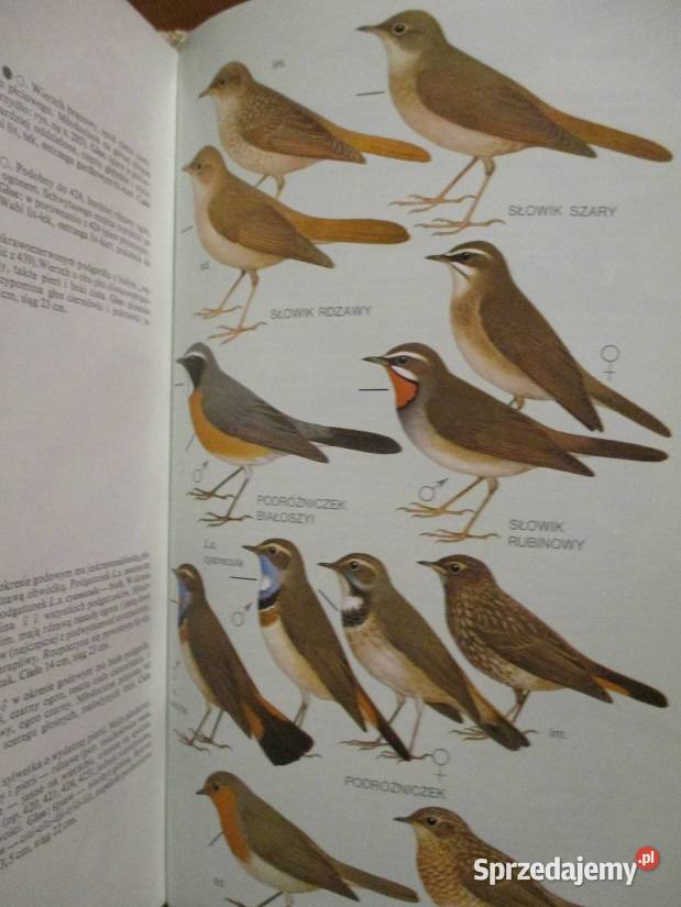 Fauna ptaki ssaki gadyrybyPuchalski Łódź