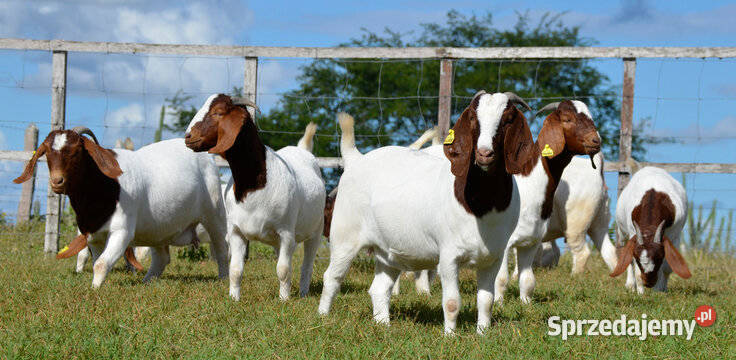 Buy Boer Goats Online Export Quality Breeding Wroczewo