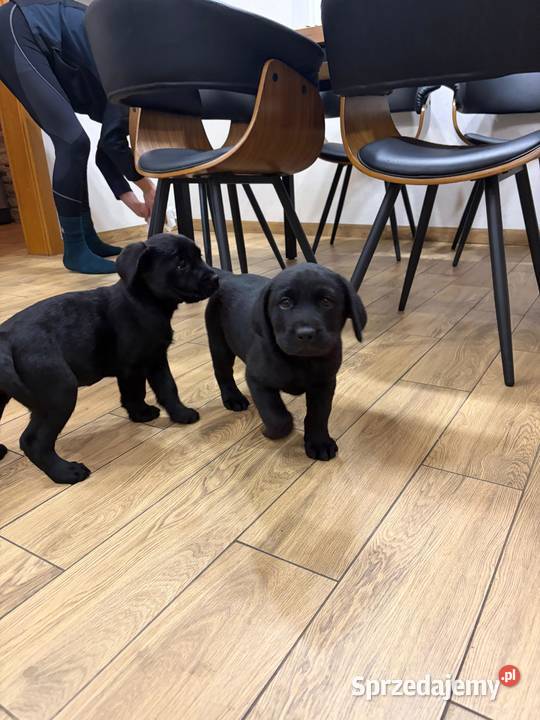 Labrador Retriever suczka gotowa do odbioru Gostyń