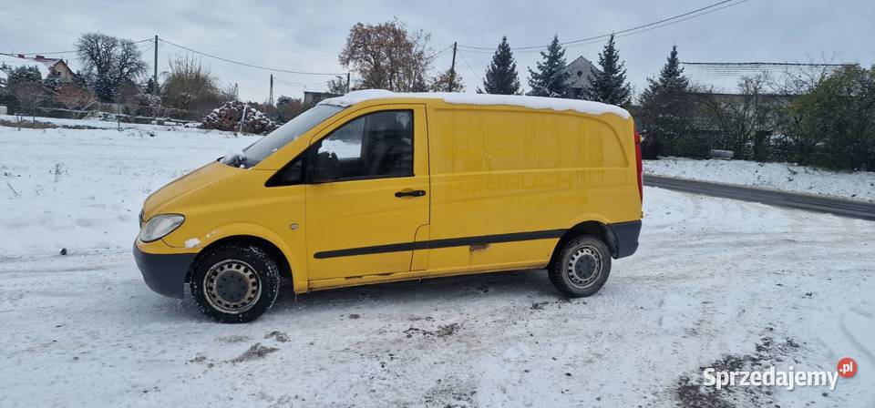 Spezedam Vito Do rejestracji Piękny okaz Chojnów