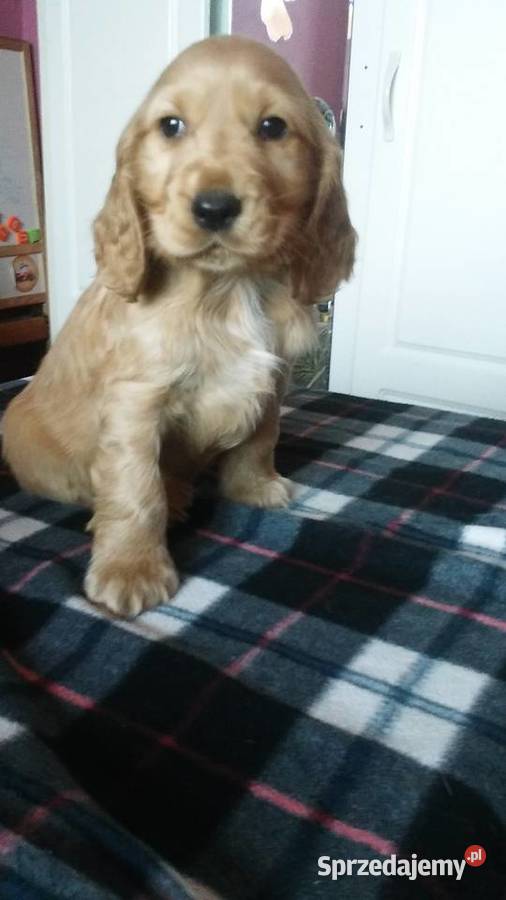 Cocer Spaniel biszkoptowe szczenięta z metryką Mielec