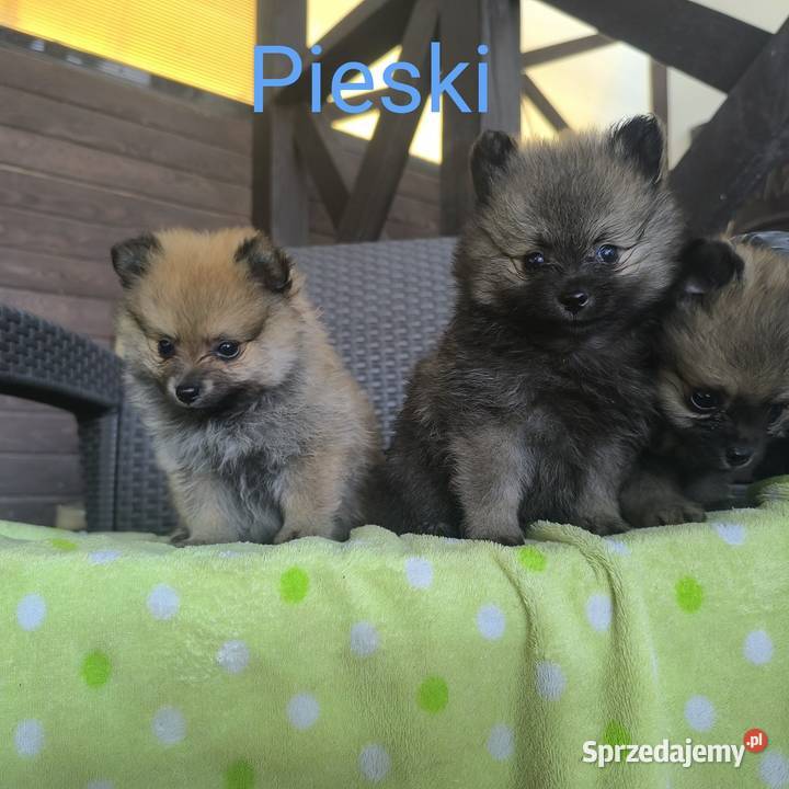 Szpic Miniaturowy Pomeranian Boo Rzeszów sprzedam